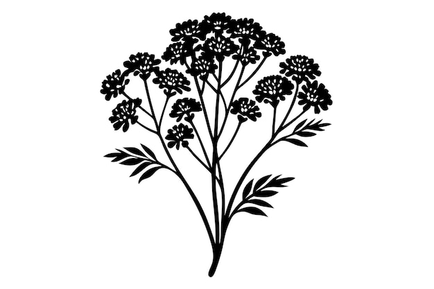 Vector yarrow silhouette vector illustration on black and white