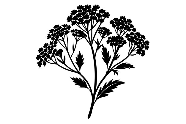 Vector yarrow silhouette vector illustration on black and white