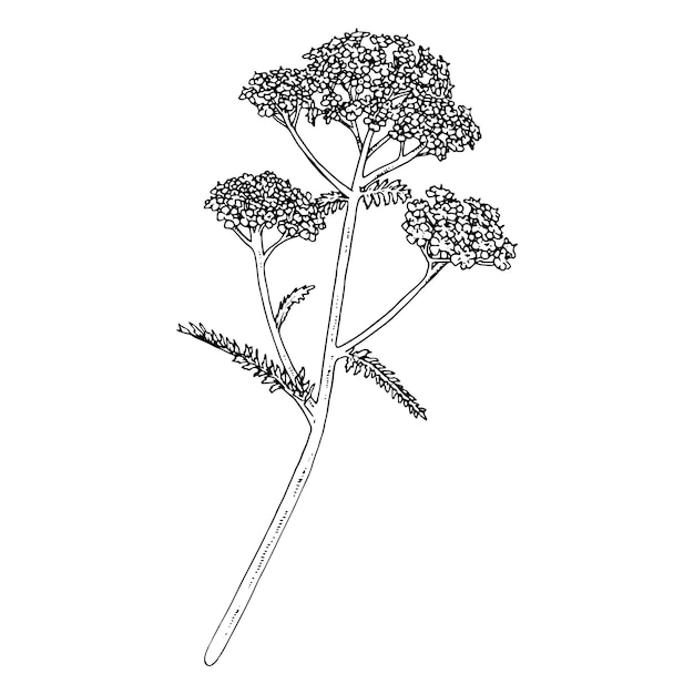 Vector yarrow vector outline illustration hand drawn clipart of achillea millefolium flower milfoil black