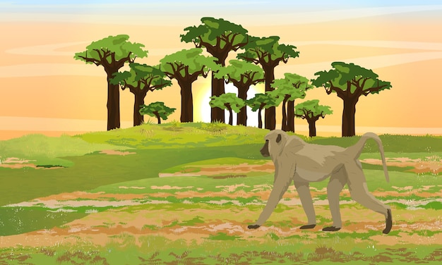 Yellow baboon is walking on the African savannah Baobab grove Wildlife of Africa Realistic vector