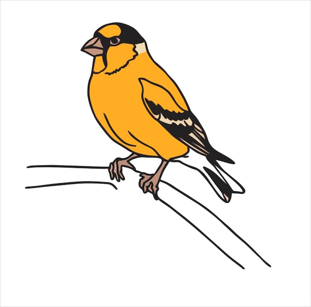 a yellow bird on white background