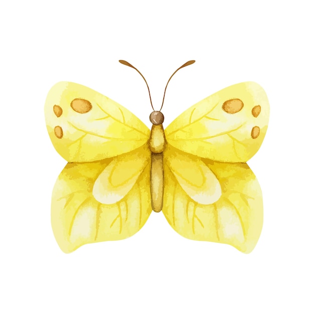 Yellow butterfly vector illustration. Watercolor design