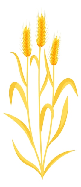 Yellow crop plant Growing natural organic wheat