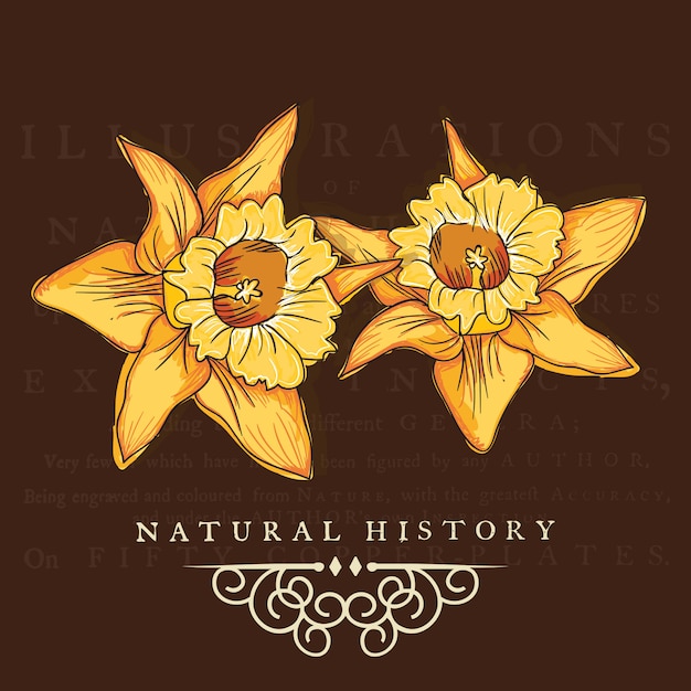 Yellow flowers set on brown background 