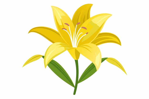 Vector a yellow lily with a white background and a yellow flower with the title  lily  on it