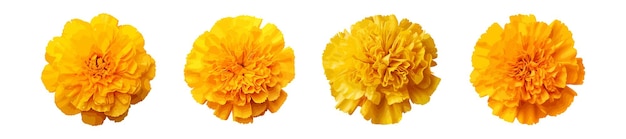 Vector yellow marigold flower vector set isolated on white background