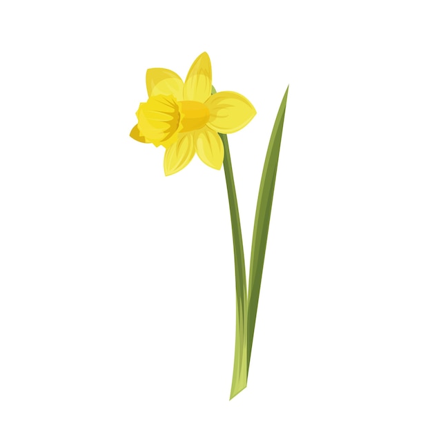 Yellow narcissus with green leaves Posters textile etc Cartoon narcissus vector illustration Daffodil flower or narcissus isolated on white background cutout Doodle