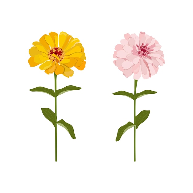 Yellow and pink flowers on isolated background