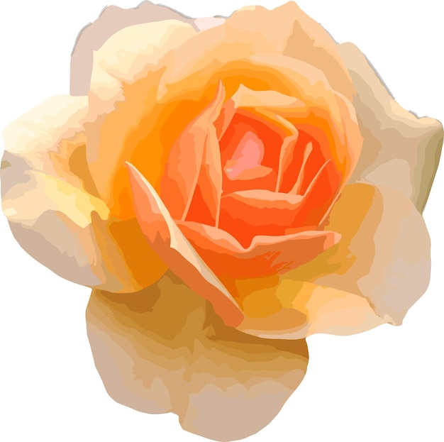 Yellow rose flower parts vector image