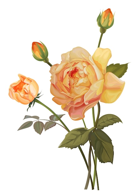 Yellow rose isolated vector illustration