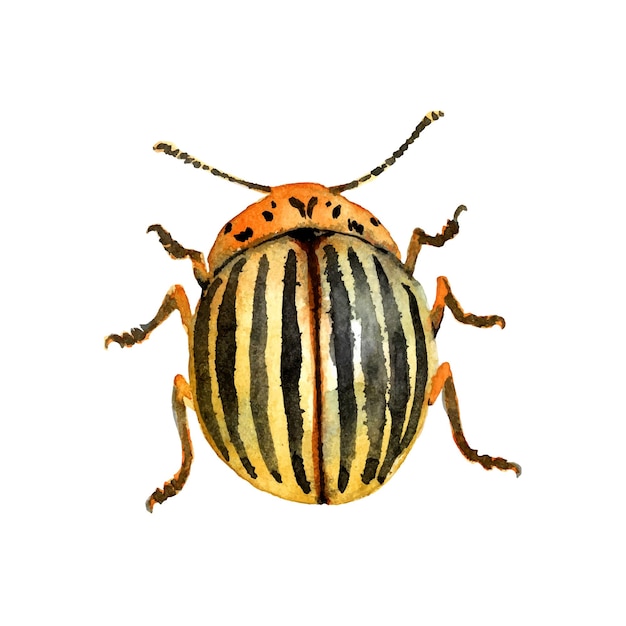 Yellow striped Colorado potato beetle.  Agricultural insect pest.  Traced watercolor.