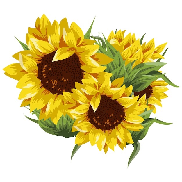 Yellow sunflower flowers with green leaves on a white background