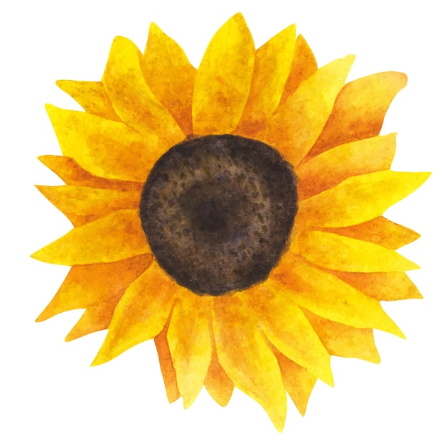 Yellow sunflower, watercolor painting on a white background.