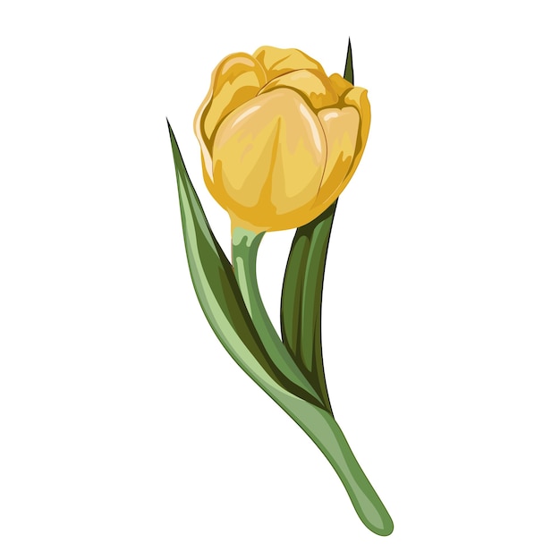 Yellow tulip blooming yellow spring flower hand drawn vector illustration isolated