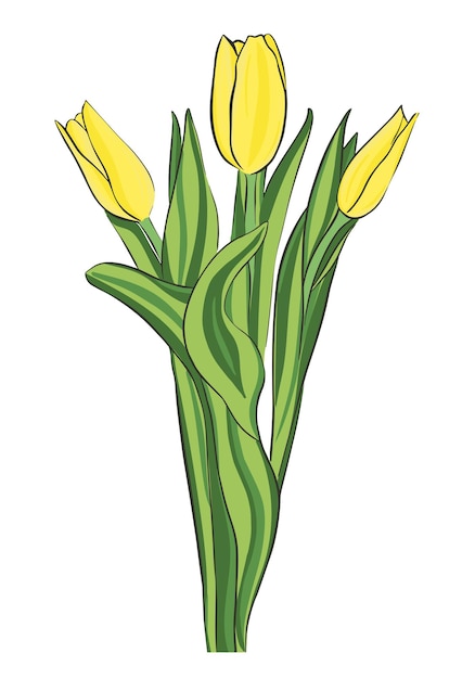 Yellow tulips bouquet vector illustration