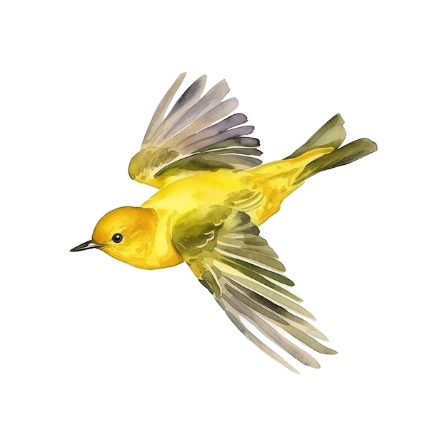 Yellow Warbler watercolor paint