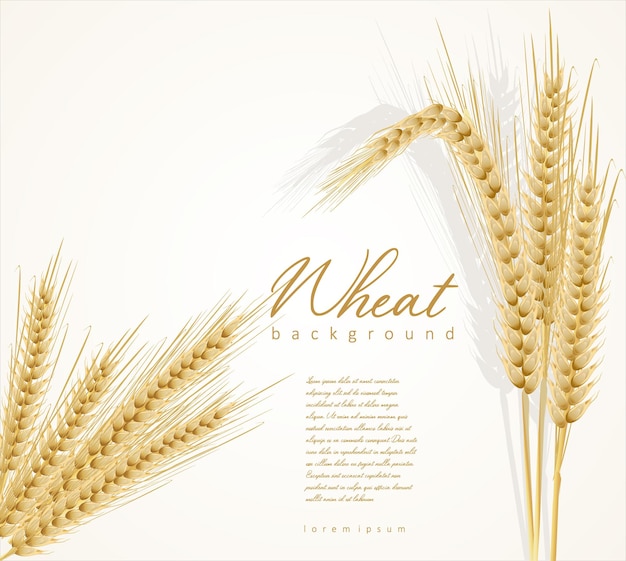 Yellow wheat ears isolated on white background