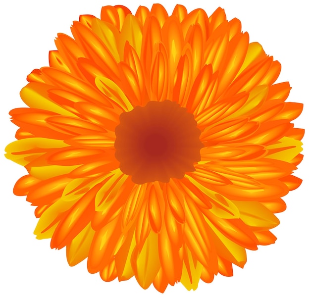 Vector yelloworange flower