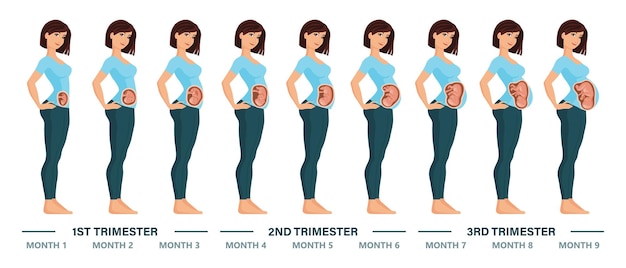 Young pregnant woman set. Fetal growth at different stages of pregnancy, monthly period.