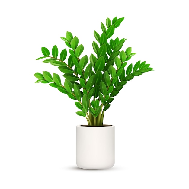 Zamioculas plant Flower in pot Green leaf Garden decoration Home interior Botanical tree Indoor foliage Exotic herb in vase Fresh element Isolated on white background Vector illustration