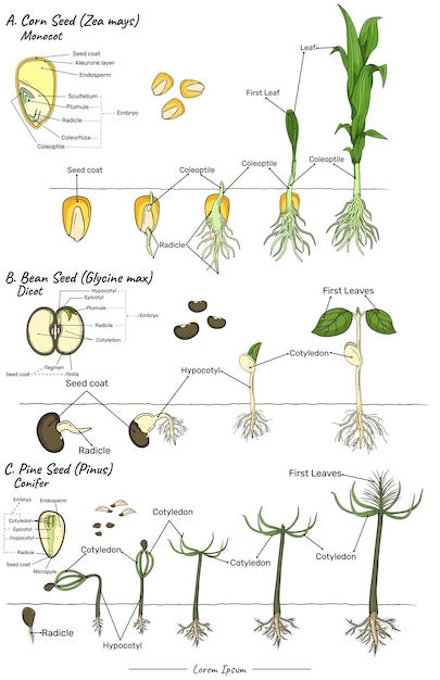 zea mays glycine max and pinus Monocot dicot and conifer seeds structure and development