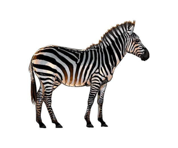 Zebra from a splash of watercolor