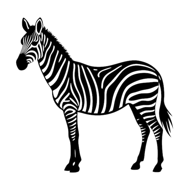 a zebra is shown with a black and white picture of a zebra