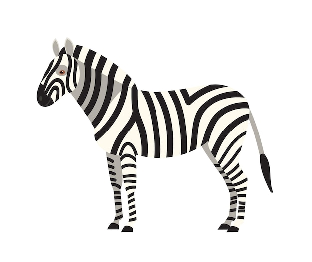 Zebra isolated on white background. Portrait of stunning wild herbivorous animal with stripy coat. Graceful exotic species, African fauna. Colorful vector illustration in flat cartoon style.