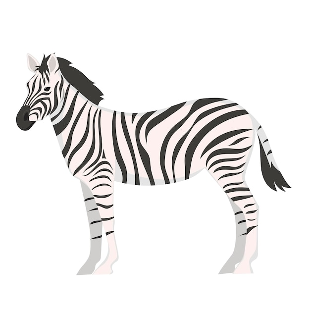 Zebra isolated