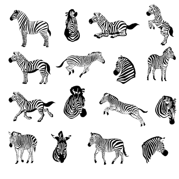 Zebra Vector files Striped Zebra Vector Illustration EPS Design for Wild Animal Art