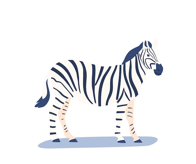 Zebra Wild African Animal Isolated on White Background Horse with Striped Pattern on Skin Herbivorous Creature