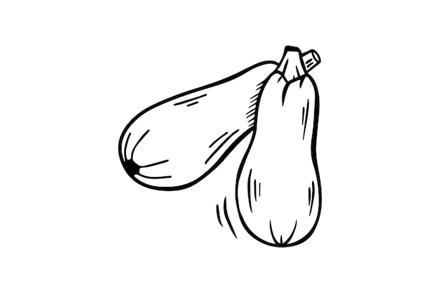 Zucchini are drawn by hand with a black outline Vector graphics sketch Vector illustration