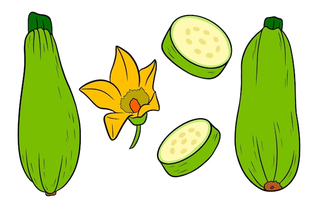 Zucchini set Fresh sliced zucchini and flower In a cartoon style Vector illustration for design and decoration