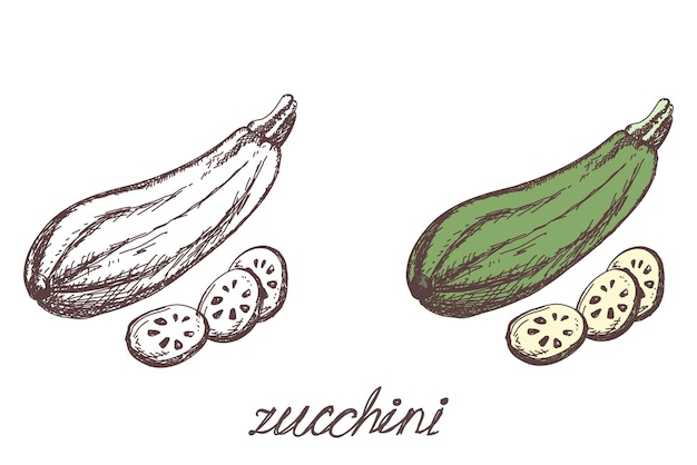 Zucchini vegetable hand drawn vector llustration realistic sketch Eco food harvest Color image and black and white outline Vegetable isolated on white background Cartoon simple flat style