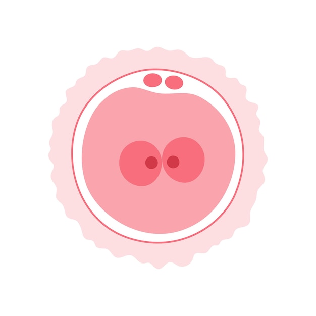 Zygote embryo icon